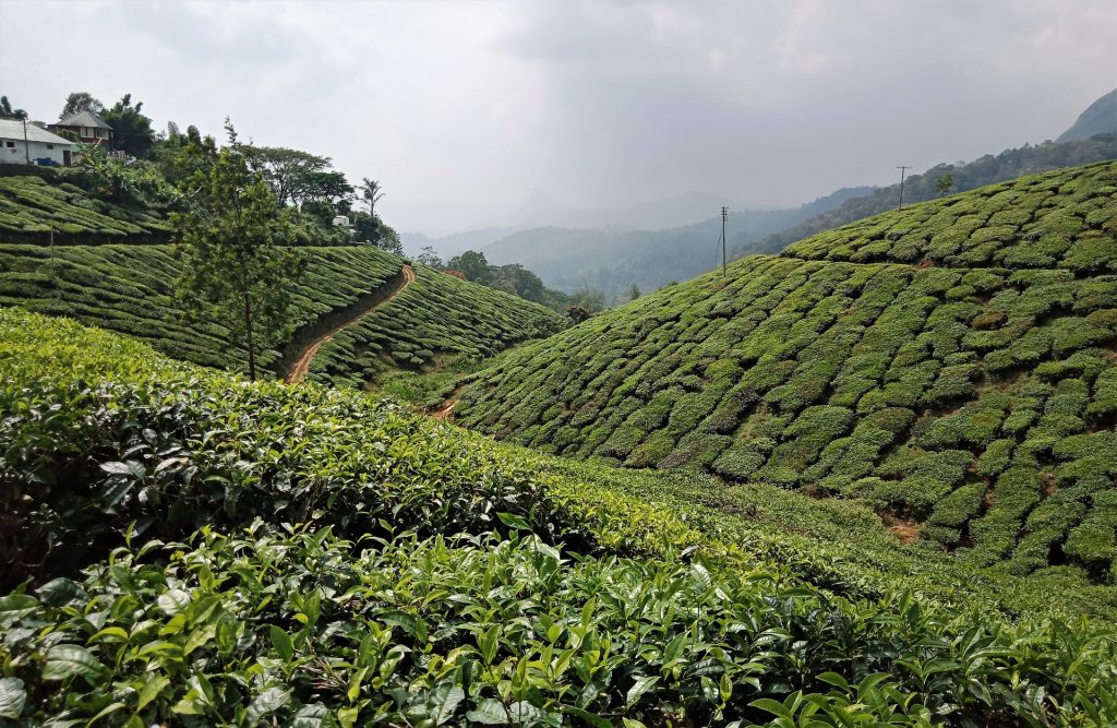 india tea